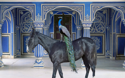 Oeuvre représentant un paon sur un cheval devant le Jaipur City Palace