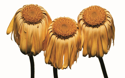 Oeuvre d'Irving Penn représentant des fleurs fanées jaunes