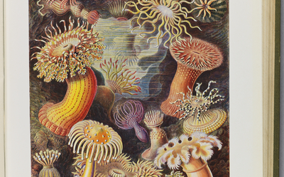Livre où on voit des formes artistiques de la nature