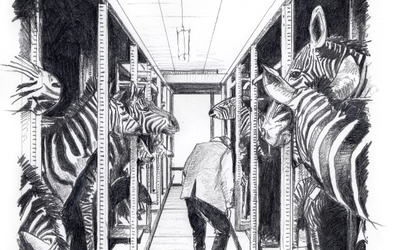 Des girafes naturalisées semblent observer le visiteur