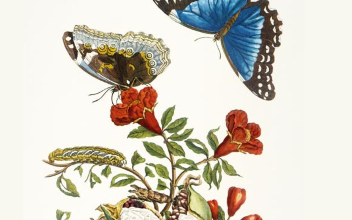 Exposition Anna Maria Sibylla Merian
