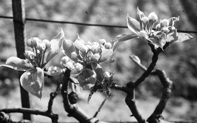 noir et blanc représentant un végétal