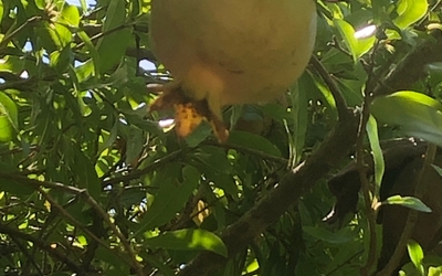 Le fruit de la grenade dans un jardin