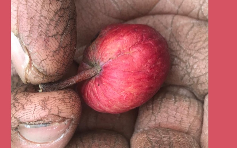 main de Pierre tenant une toute petite pomme