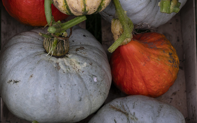 Courges de la Ferme