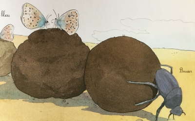 un bousier avec des crottes