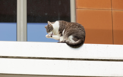 Un chat se lèche la patte, assis sur la rambarde d'un balcon