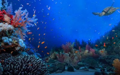 Photo de l'affiche de Ocean Days