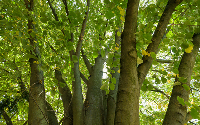 20_Arbre_remarquable_n118083_ORME_SAPORO_AUTUMN_GOLD_-_Frederic_Combeau