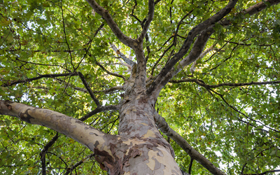 27_Arbre_remarquable_n274242_Platane_commun_Platanus_hispanica_platane_a_feuilles_derable_-_Frederic_Combeau