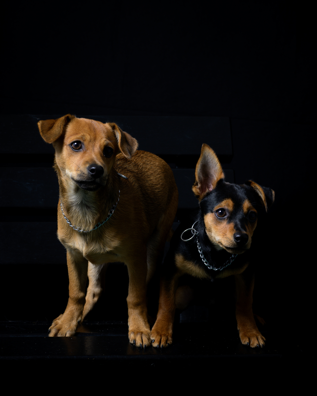 chiens