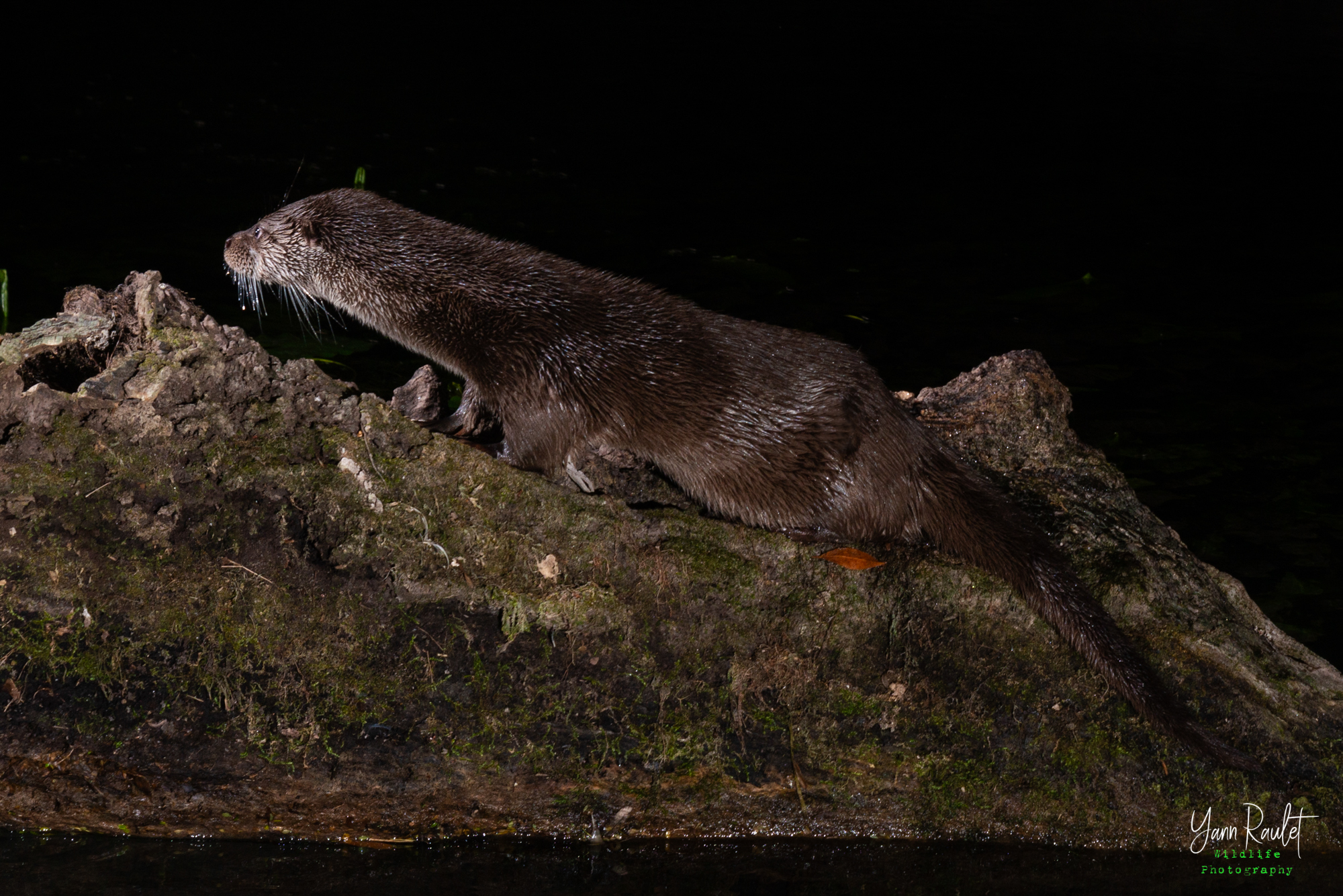 loutre sur un tronc