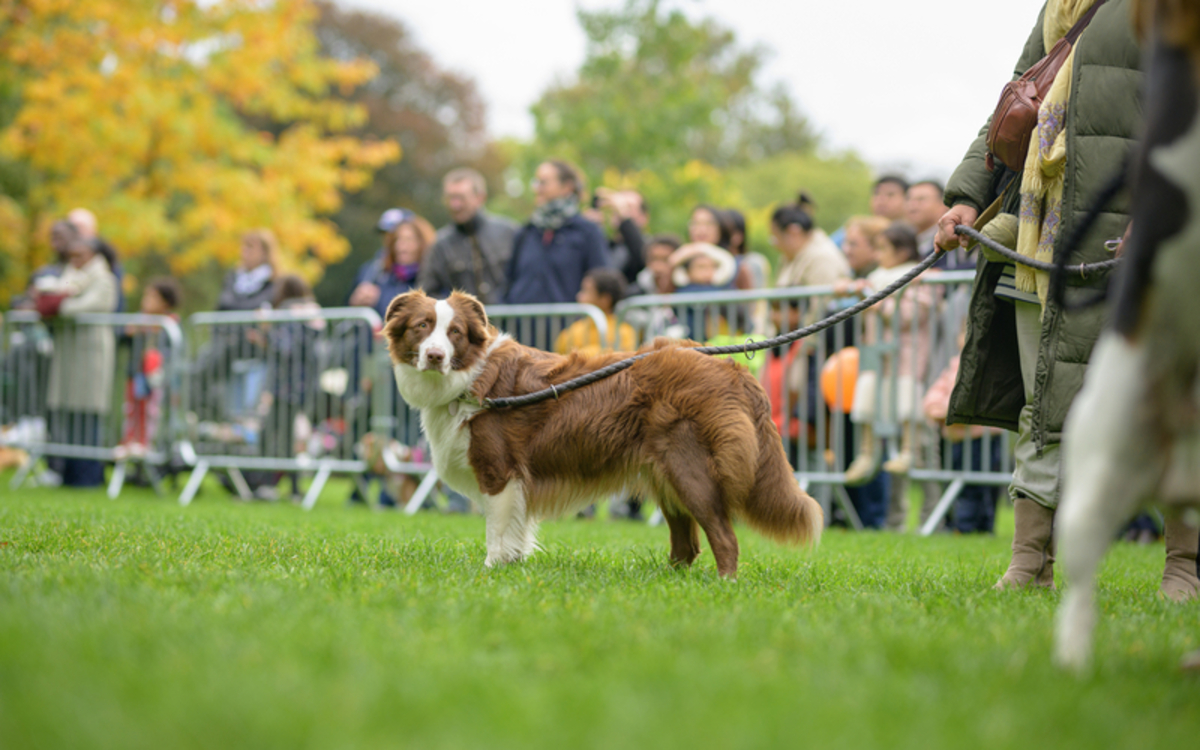 Un chien tenu en laisse se tient debout sur la pelouse entourée de barrières pour une animation