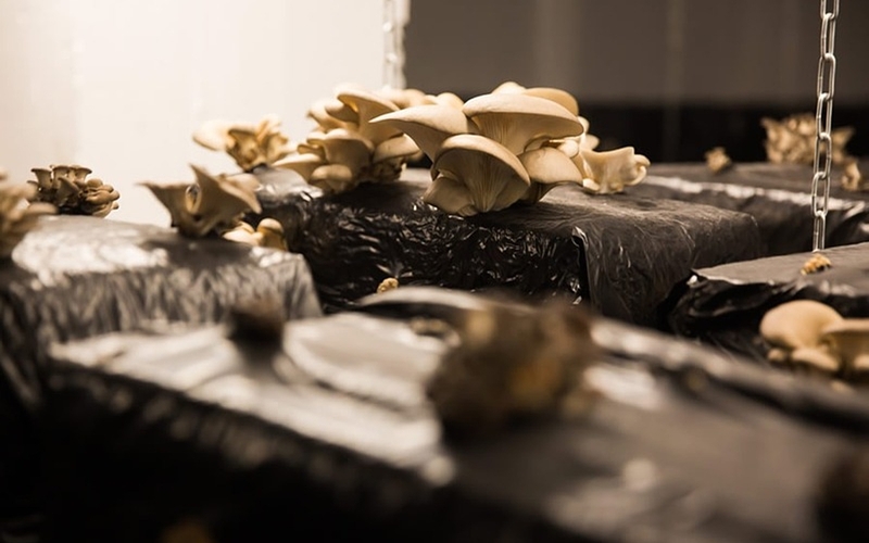 des champignons 