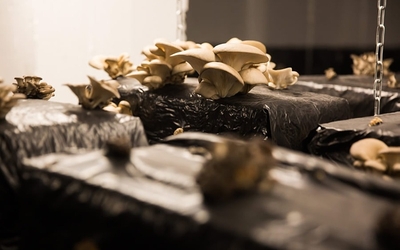 des champignons 