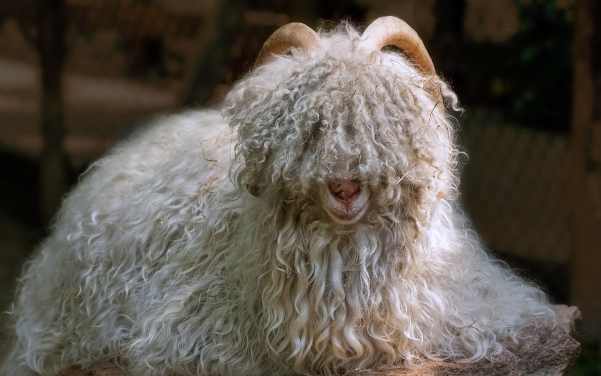 Tea-time talk – The history of cashmere: a success with fleece!