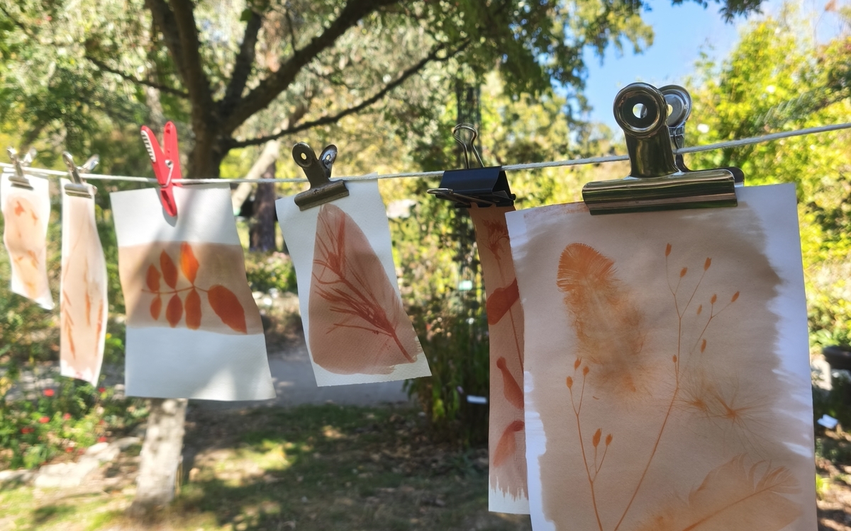 Atelier anthotype