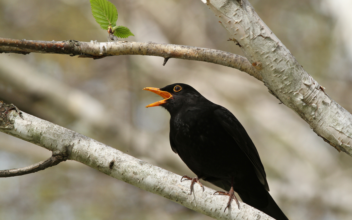 Initiation à la reconnaissance des chants d’oiseaux - NIVEAU 1