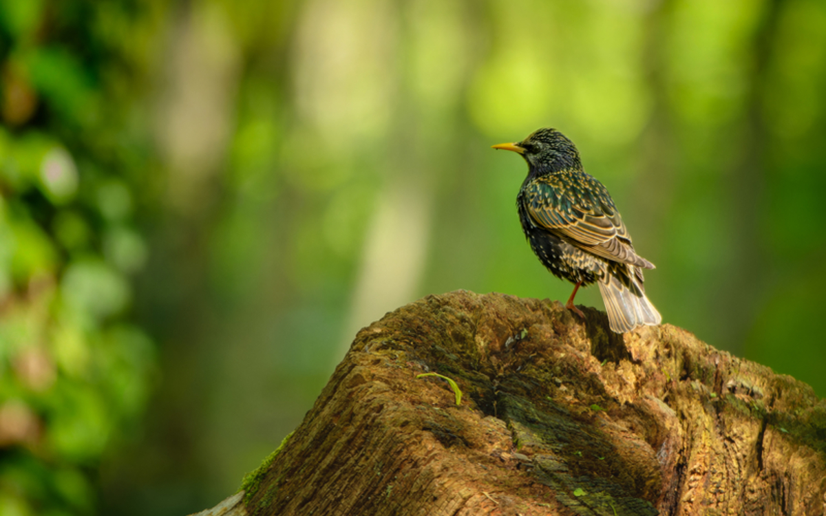 Initiation à la reconnaissance des chants des oiseaux - niveau avancé