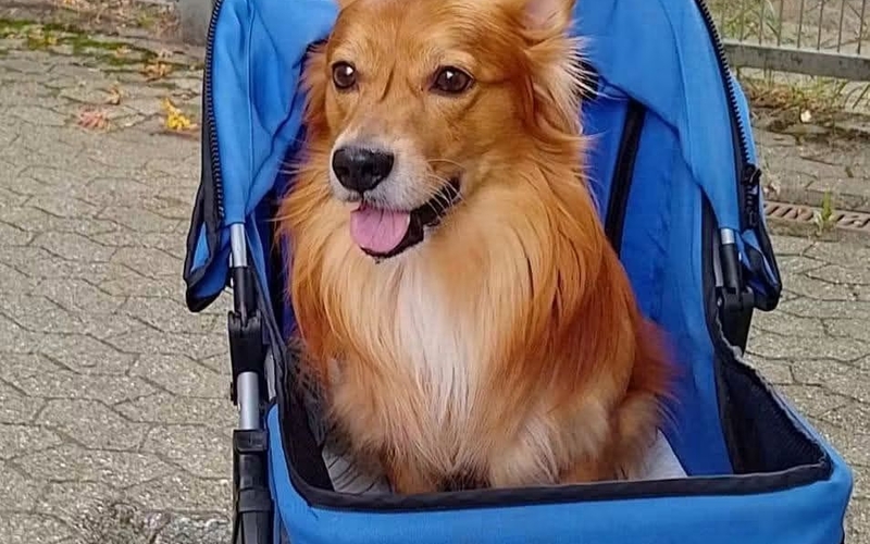 Brutus, un chien handicapé au cœur de l’histoire du livre Brutus, le chien qui donne de l’espoir.