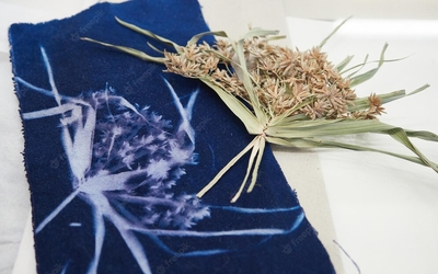 Gros plan sur une planche de cyanotype bleu et blanche, avec une fleur séchée imprimée dessus. Posée au dessus de la planche, la plante séchée en question