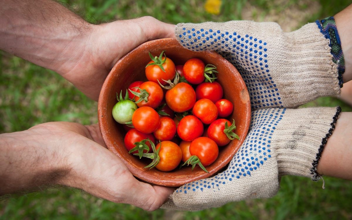 Plusieurs mains tiennent un bol rempli de tomates cerises de différentes couleurs.