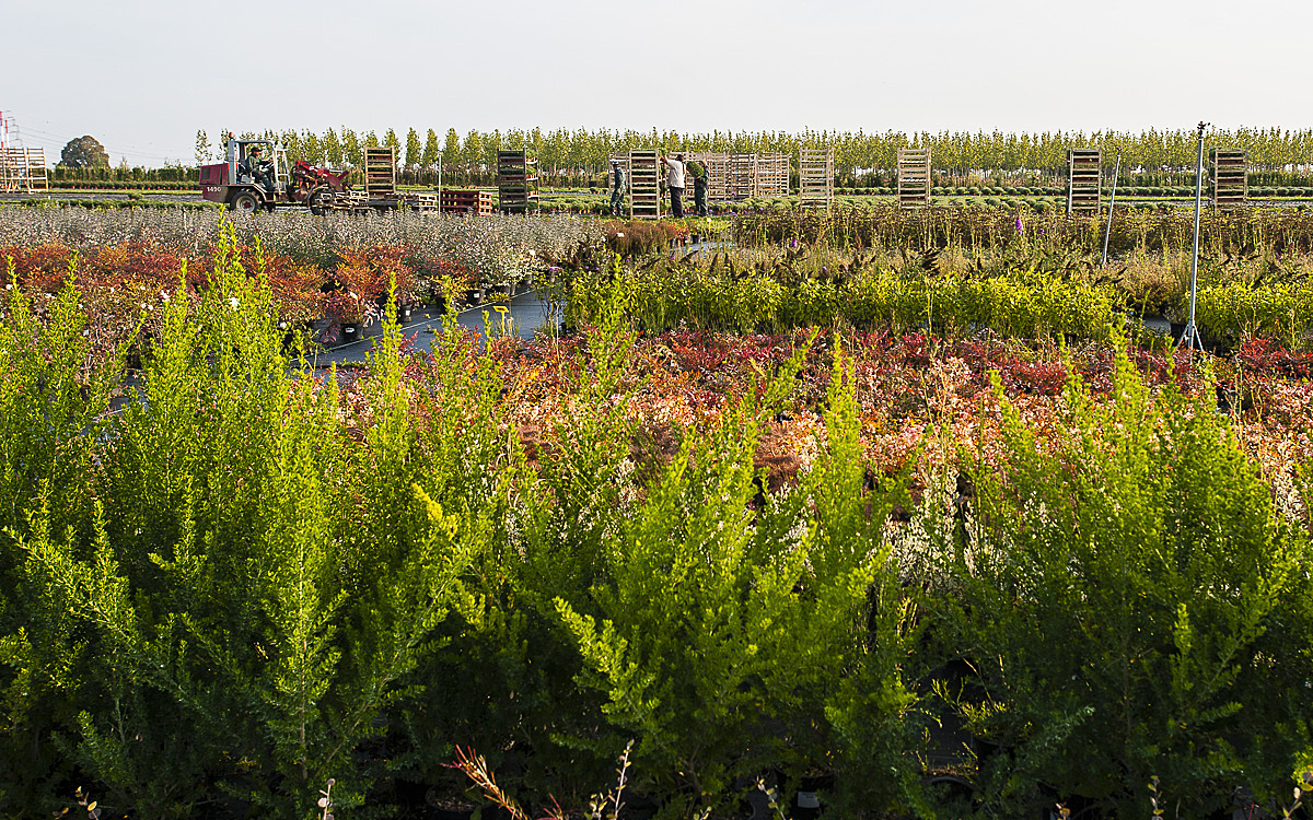 champs de plantes