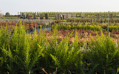 champs de plantes