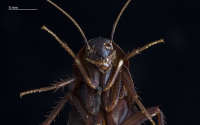 Une blatte agrandie